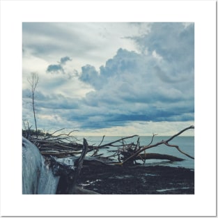 Fallen Trees by The Ocean Posters and Art